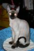 Devon Rex Kater