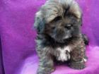 Lhasa -Apso Welpen VDH/KTR Papiere (Minibobtail) suchen 