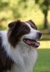 AUSTRALIAN SHEPHERD DECKRÜDE red-tri w/c