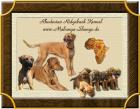 RHODESIAN RIDGEBACK WELPEN