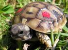 Nachzuchten Griechische Landschildkröten