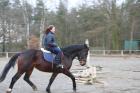 Schweres Warmblut