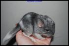 Chinchilla Böckchen