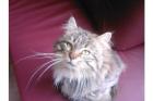 Main Coon Kater abzugeben !