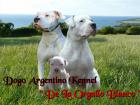 Dogo Argentino Zwinger, De La Orgullo Blanco