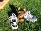 Yorkshire Terrier Welpen black and tan mit Papieren