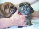 Shar Pei Mischlingswelpen