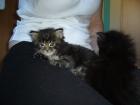 4 süße Maine coon Babys