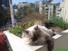 PERSERKATZE Lili SUCHT DECKKATER