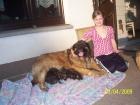 Leonberger-Welpen