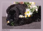 Kerry Blue Terrier Welpen.