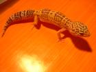 LEOPARDGECKO TREMPER ALBINO WEIBCHEN