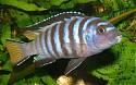 Pseudotropheus Elongatus/Barsche