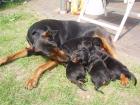 REINRASSIGE DOBERMANN WELPEN