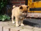 Shiba Inu Welpen