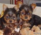 Yorkshire Terrier Welpen