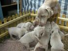 Weimaraner Welpen / kurzhaar