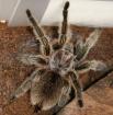 PLZ 36 - KOSTENLOS - Vogelspinne - Grammostola rosea