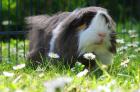  Meerschweinchen, Peruaner, Bock Elvis abzugeben!  