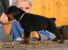 Wunderschöne Dobermann Welpen