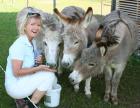 Bauernhof im Bodenseeraum/Allgäu zu pachten gesucht