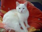 Suche jungen Kater