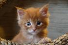 Ein absoluter Traum, 2 Maine Coon Kitten.