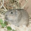 Steppenlemming sucht neue Frau und neues Zuhause