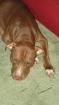 American Rednose Pitbulls/Stafford Terrier Welpen