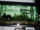  Aquarium 80cm TOP-ERHALTEN ! incl. ZUBEHÖR!!!