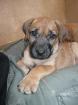 Ridgeback Mix Welpen 8 Wochen alt