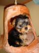 Yorkshire Terrier (Mini) gehen aufs Katzenklo