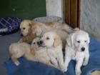 Golden Retriever Welpen