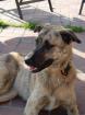 Susie - Schmusehund sucht eine Familie