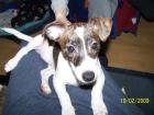 Jackrussel welpen hündin sucht ein neues zu Hause