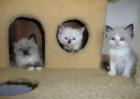 Ragdoll Kittens mit Papieren