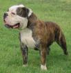 SUCHE OLD ENGLISH BULLDOGEN RÜDEN (ODER MIX)