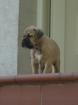 Keine Bullmastiff Welpen, sondern robuste