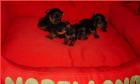 MINI  Reinrassige Yorkshire Terrier   Welpen  