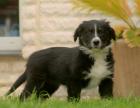 Noch ein bildschöner Australian Shepherd Welpe in Black Tri