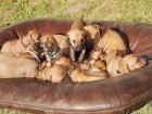 10 Rhodesian Ridgeback Welpen suchen ein zu Hause