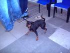 Zwergpinscher