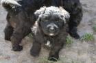 Bouvier des Flandres Welpen  Rüden 