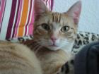 Roter Kater (1 Jahr) sucht neues Zuhause