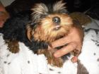 Yorkshire-Terrier-Welpen