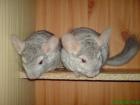 Verschenke 2 Chinchilla weibchen