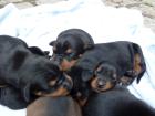 Deutsche Pinscher Welpen