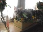 3 Bkh Black Silver Tabby Classic mit Stammbaum abzugeben