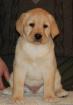 Labrador welpen