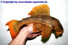 L14 Wildfänge Scobinancistrus aureatus Traumtiere